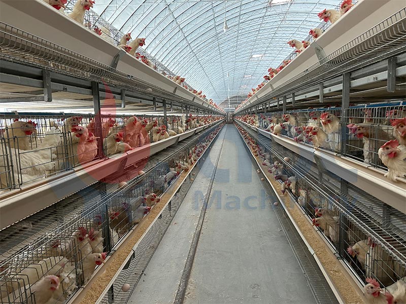 Cost-Effective Layer Chicken Battery Cages for Poultry Farm
